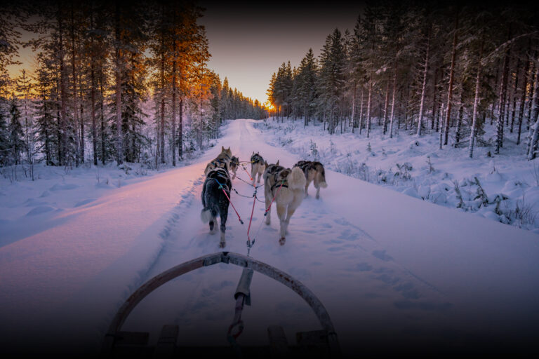 Dogsledding